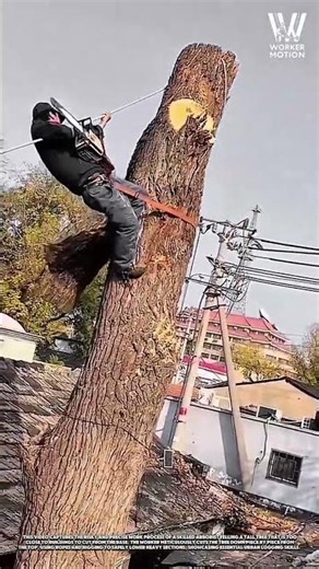 Skilled Worker Felling Tall Tree Safely Piece by Piece