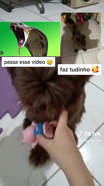 Cute Puppy Playing with a Pink Toy in Home Setting