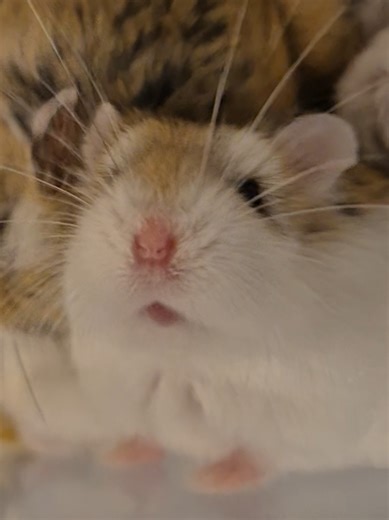 Hamster abuse they say.. | Hamsters