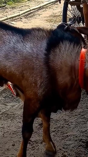 Lots of two Ship they very beautiful surprising shoots we enjoy 26 December 2025 |Episode : 1498 Village Bangla Media . ,. . Kut ... .. ..,,,,.. #viralreels #viral_reels #reels #viralvideo #fbreel #reelsvideo #Goat_Farm #goat_video | Village Bangla Media