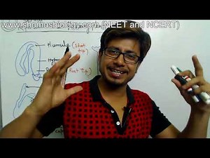 Formation of Fruits and seeds from embryo class 12 NCERT biology