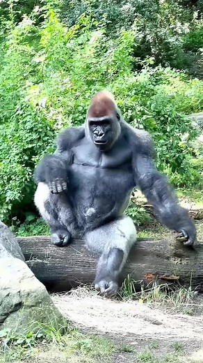 Hilarious Gorilla Moments That Will Make You Laugh