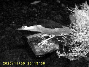 ナイトビジョンカメラで夜行性の鳥