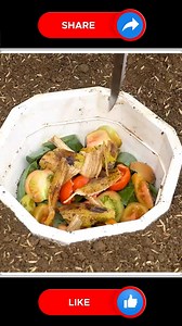 Bitter Melon Plants 🫶🆕 | Small Vegetable Garden