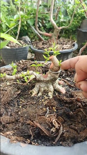 Cut off the less ideal branches on the small bonsai. #shorts #shortvideo #shortsfeed #bonsaitree