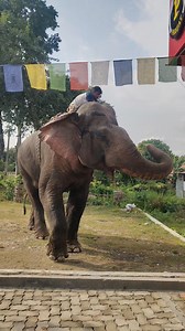 Big elephant of Assam Ramu 🦣🌿💚🥰🤗 #assam #elephant #viralshort #friendelephant #highlight #wildlife #friend #nature #viralvideoシ #jamuguri | Bipin Kashyap