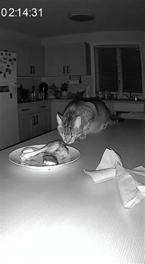 Midnight Kitchen Heist: Cat Caught Stealing Food on CCTV!#CCTVFootage #CatCaughtOnCamera#shorts