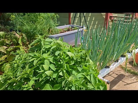 Organic Hydroponic System - New Plants & a Few Pests