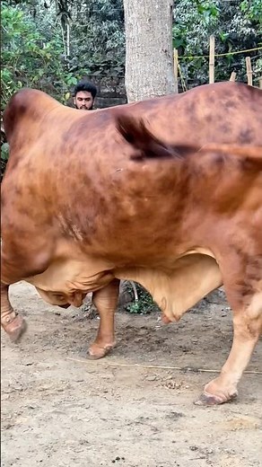 Massive RCC × Sahiwal bull 🐂 Heavy dewlap, unstoppable power || Biggest Bull 2026