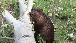 A fun video of a beaver trying to get a chunk of this fallen tree to take home for dinner. Watch until the end when he makes a less-than-graceful exit. 😀😀. #cuteanimals #funnyanimals | Mike’s photos and videos of beavers