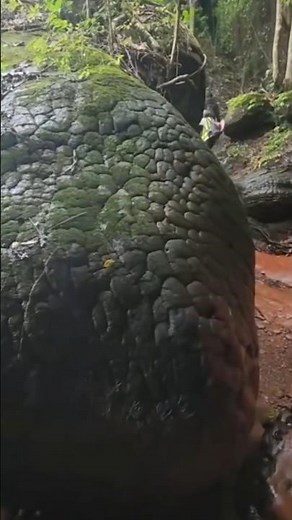 100,000-Year-Old 'Snake Stone' | The Shocking Truth Behind Thailand's Naka Cave