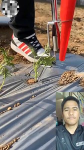 23K views · 88 reactions | Very effective tools for planting, no need to touch the soil first #reelsfypシ #fypシ゚ #followersシ゚ #nonfollowersviewers #technique #ideas #Amazing #diy #tools #farming #nocopyrightinfringementintended #ccto | Christian Frederick Federiso | Facebook