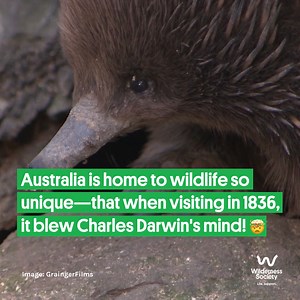 1.2K views · 70 reactions | Australia is home to wildlife so...