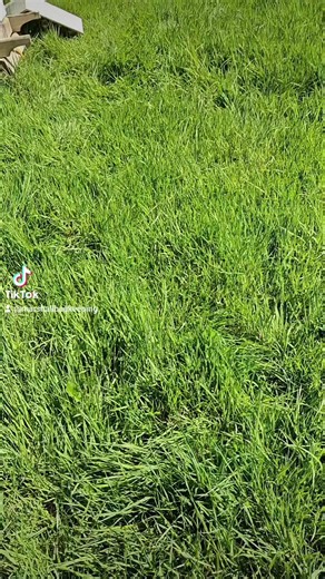 Bees Attempt to Swarm: Watch the Action!