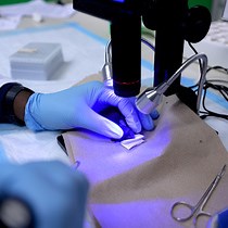 An Epithelial Abrasion Model for Studying Corneal Wound Healing