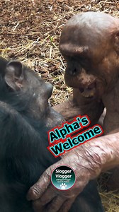 Alpha's Friendly welcome of newcommer More from Jambo the hairless chimp on my YouTube Channel, link in bio. #newcommer #alphamale #chimpanzees #friendship | SloggerVlogger