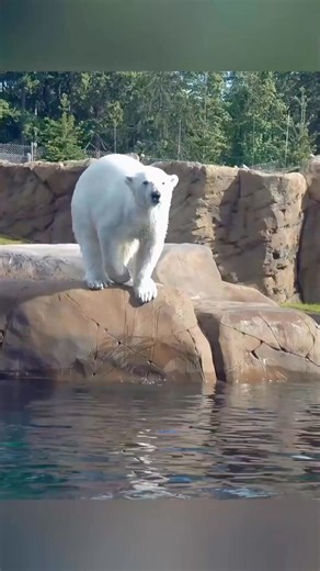 Knut the polar bear#tiktok #foryou #storytime #animal #loveyou | Easton Reeves