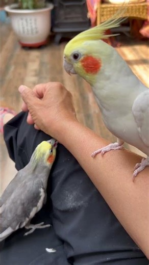 The little cockatiel is a little upset! 😂 #cockatiel #parrot #birds #cute