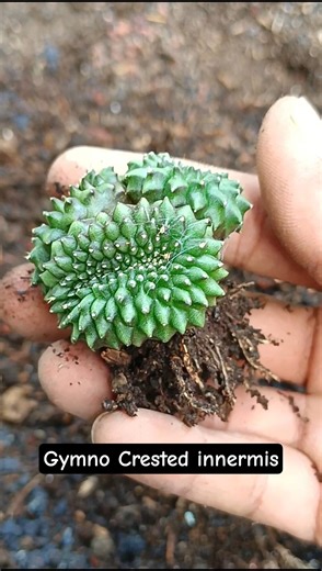 Unpacking Gymno Crested Cactus innermis seedling #aridzone #cactus #minicactus #gymnocalycium
