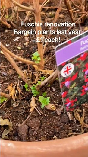 Fuchsia renovation #gardening #fuchsia #pruning #flowers #plants