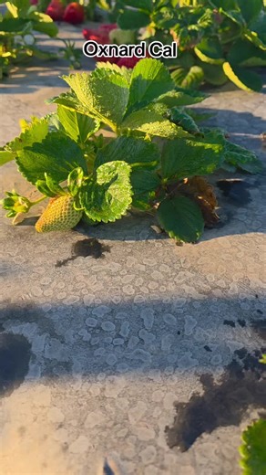 Discover Oxnard California: Summer Highlights