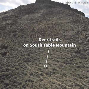 TAKE A FLIGHT OVER JO THE MULE DEER'S RED DESERT STOPOVER As of April 6, Jo the mule deer doe was stopped over around South Table Mountain. This completes the first leg of her spring 2020 migration from winter range near Superior, Wyoming. This 2013 aerial footage by Joe Riis shows what the area looks like. You can easily spot all the deer trails on the flanks of the mountain. Where will Jo go from this stopover? We'll have an update for you shortly! #gojodeergo #wyodeer #knowyourcorridors See J