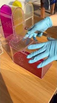 Arched vs. Pointed Spider Enclosures | Shape Comparison & Design Showcase