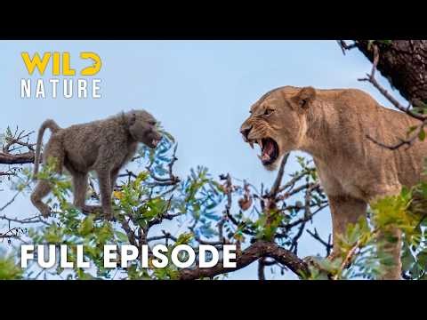 Kenya (Full Episode) | Greatest Fights In The Predator Kingdom | nature documentary