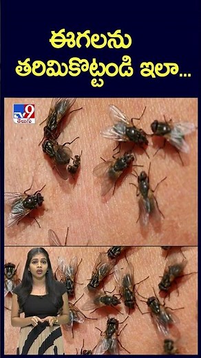 ఈగలను తరిమికొట్టండి ఇలా... - TV9