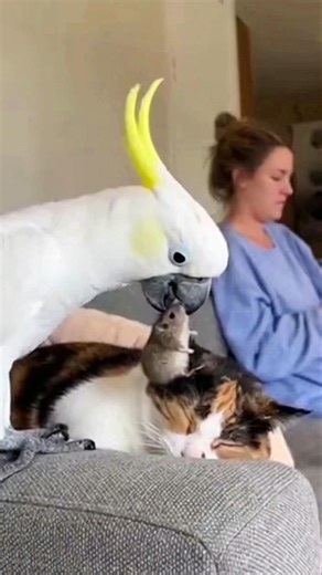 “One Mouse… One Cat… One Broken Wallet 😂” #usapets #pawsn #funny #petsunited #funnyanimal #catfunny