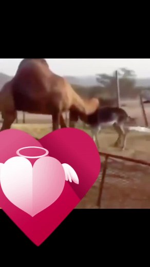 Camel and Donkey Playtime in a Rural Setting