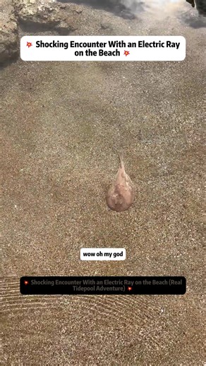 💥 Shocking Encounter With an Electric Ray on the Beach (Real Tidepool Adventure) 💥 Today's beach foraging adventure turned into one of the wildest moments I've ever filmed. While exploring the shoreline - just like the ones you'd see along California or Florida beaches - I came across a mysterious marine creature buried under the waves. At first glance, I had no idea what it was… until it started moving. That's when I realized: it was an electric ray. A real, high-voltage, shock-producing mari