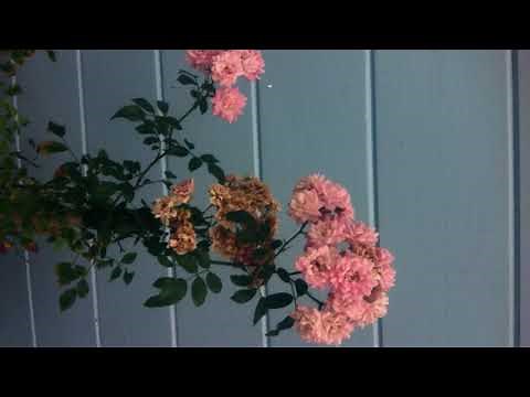 sweater weather - the neighbourhood / slowed down / 1 hour