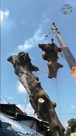 Deadly Crane Fails Caught on Camera 💥