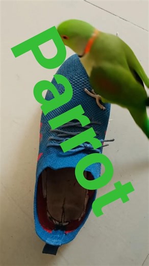 parrot#raj#verma####