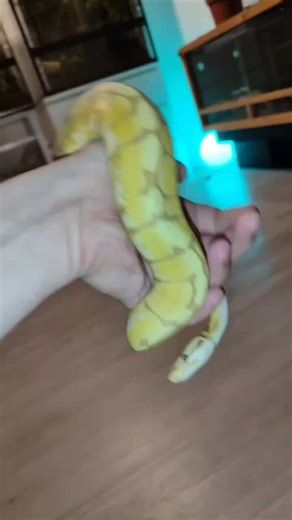 #hobbyterraristik #reptilienhaltung #schlangenhaltung #terraristika #königspython #ballpythons #lovesnakes #Schlangen #pythonregius #regiusballphyton #🐍