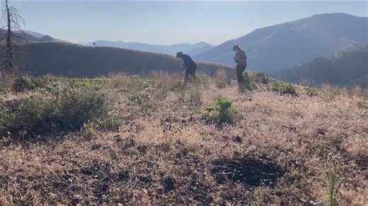 Inside Ag: Targeted grazing study utilizing sheep aims to help prevent wildfires