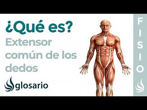 Músculo EXTENSOR COMÚN de los DEDOS | Qué es, ubicación, origen, inserción, inervación y función