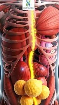 రోజువారి అవసరాలకు మన శరీరం మజిల్ని ఉపయోగిస్తుందా ? || Does the Body Burn Muscle Daily?