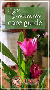 ✨🌷Unlock the Exotic Beauty of Curcuma: Your Guide to Vibrant, Thriving Plants! Discover the secrets to nurturing these tropical gems right in your home. From dappled sunlight to well-draining soil, we'll show you how to create a lush paradise that'll make your Curcuma bloom with joy. Ready to embark on a colourful journey? Let's grow together! LVG #CurcumaCare #LVGPlants #TropicalGardening | The Gardener Magazine
