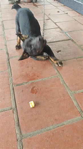 Trôn VN 🤣 | Lê Hùng