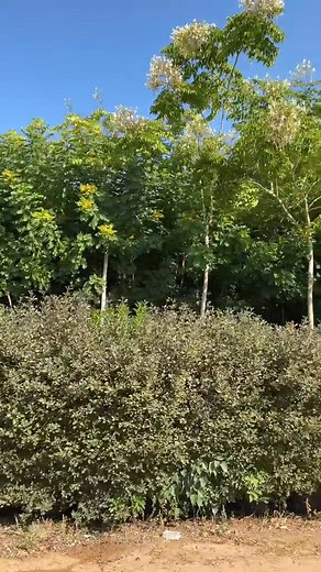 شجرة الكاسيا جلوكا (Cassia glauca) 🌳 شجرة الكاسيا جلوكا: الكنز الأصفر للتشجير المستدام تُعد شجرة الكاسيا جلوكا من الخيارات الممتازة والمربحة للاستثمار في مشاريع التشجير الكبيرة والصغيرة، والمتنزهات، والحدائق العامة والخاصة، وإنشاء المزارع الاستثمارية، نظرًا لسرعة نموها وقدرتها على التكيف مع الظروف المناخية القاسية، وجمال أزهارها الكثيفة. #نحو_مستقبل_أخضر #مكافحة_التصحر #الاستثمار_الزراعي #بيئة_مستدامة 🏷️ الأسم العلمي والأسماء المعروفة * الاسم العلمي: Cassia glauca (ويُعرف أيضًا بـ Senna suratt