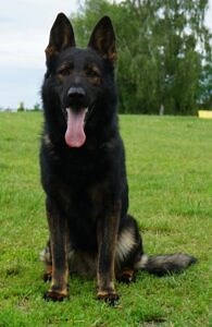 Red Rock K9 Trained German Shepherd Puppies – Red Rock K9