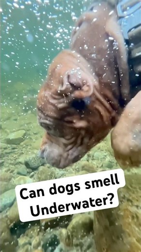 Hold your breath this dog is crazy! #shorts