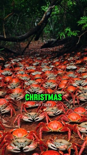 Kepiting pulau christmas