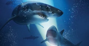 The Red Triangle: new shark thriller coming from 47 Meters Down director Johannes Roberts