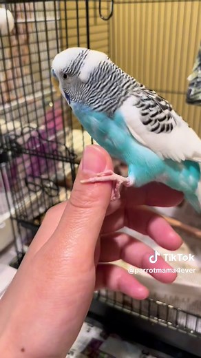 Beginner's Guide to Parakeets: Tips for New Bird Owners