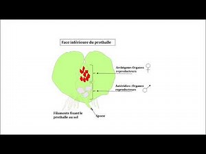 Reproduction des fougères - Partie 2