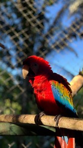 1.5K views · 22 reactions | A day in the life as a zookeeper at Kids Saving The Rainforest!! 殮☀️ Check out our volunteer program to help us on our mission to save wildlife  https://www.kidssavingtherainforest.org/volunteer #costarica #wildliferescue #kidssavingtherainforest #kstr #wildlifesanctuary #conservation #animalrescue #animalsanctuary #manuelantonio #volunteer #volunteering | Kids Saving the Rainforest | Facebook