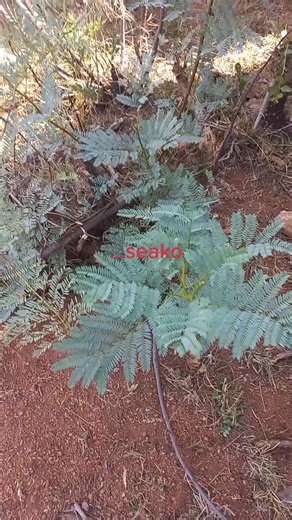 Intolwane Umuthi: Benefits, Usage, and Pictures